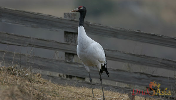 12 Day Birdwatching Travel Plan