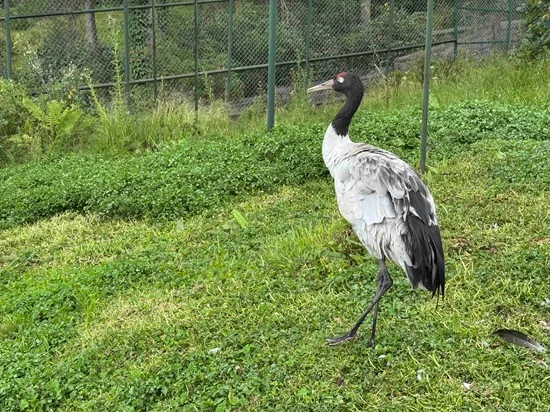 Black Necked Crane Center 1
