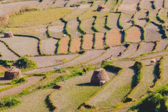 Chimi Lhakhang Hike 4