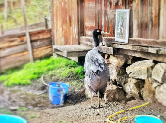 Black Necked Crane