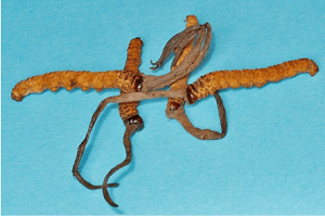 Bhutan Cordyceps